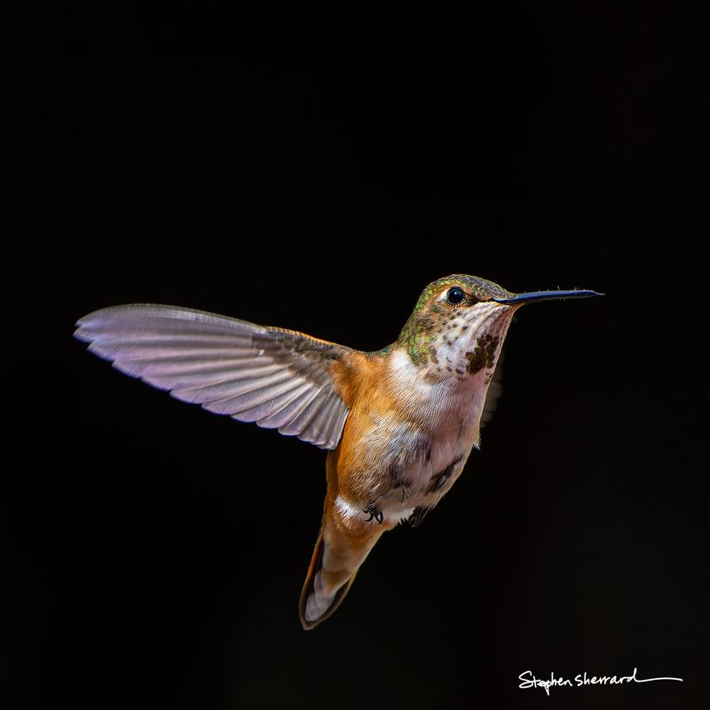 Female Rufous Hummingbird hovering in flight, wings raised upward, spotted throat and rufous flanks clearly visible, pure black background