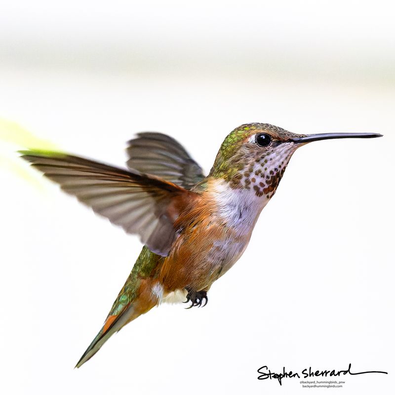 Female Rufous Hummingbird hovering in flight against a pure white background, wings blurred in motion, iridescent green back and rufous-tipped tail feathers visible