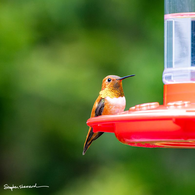 Male Rufous Hummingbird perching at a red hummingbird feeder, iridescent gold-green scalloped back feathers shimmering in the light, soft green bokeh background