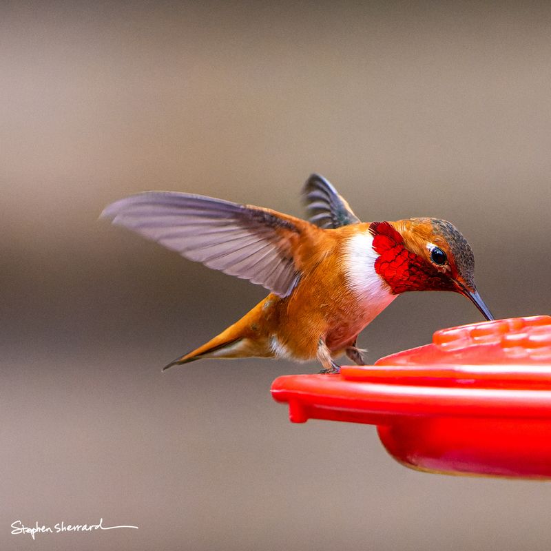 Male Rufous Hummingbird spreading wings while landing at a red hummingbird feeder, brilliant orange-red gorget and fiery rufous body catching the light, warm brown bokeh background