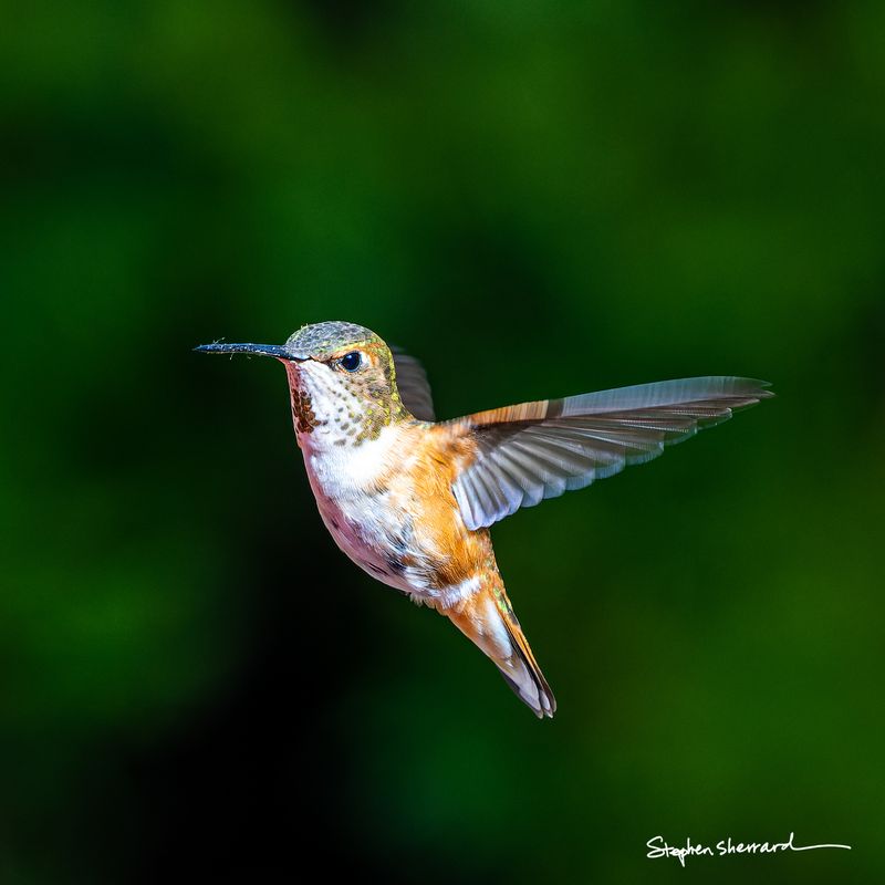 Female Rufous Hummingbird hovering in flight, wings swept back, iridescent green head catching light, against a deep forest green background