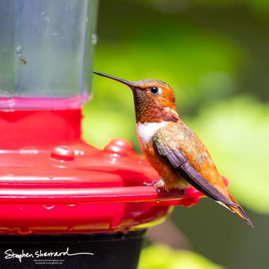 A male Rufous hummingbird