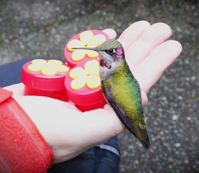 Getting Hummingbirds to Feed from Your Hand