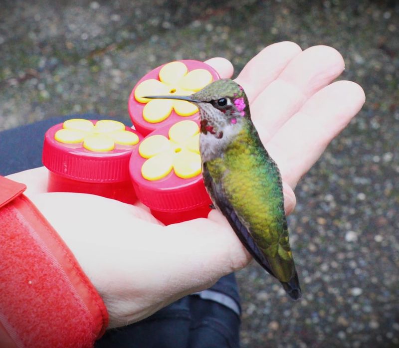 Getting Hummingbirds to Feed from Your Hand