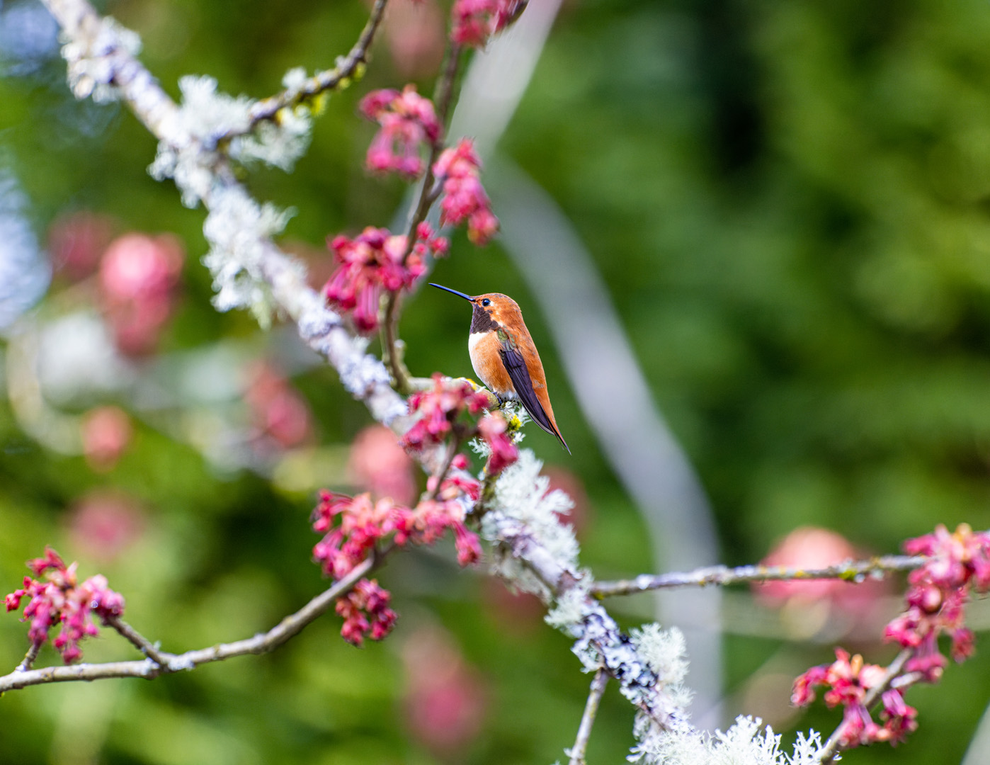 Hummingbird Calendars Backyard Hummingbirds